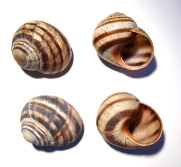 Helix albescens. Крым.